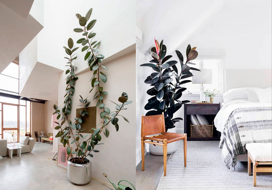 Ficus - Decoración con plantas de interior
