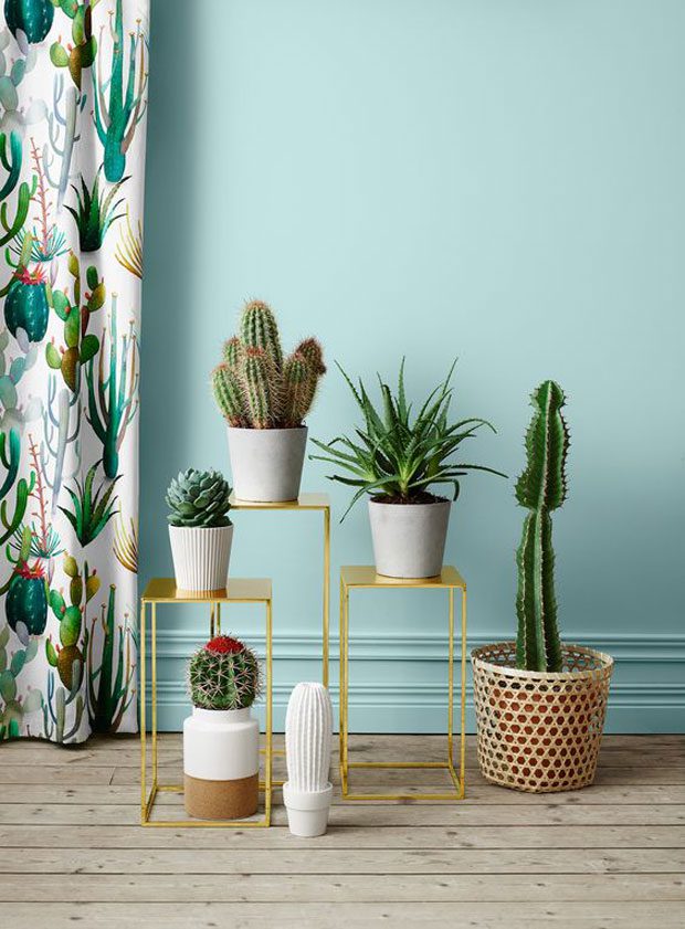 decora con cactus y suculentas en macetas